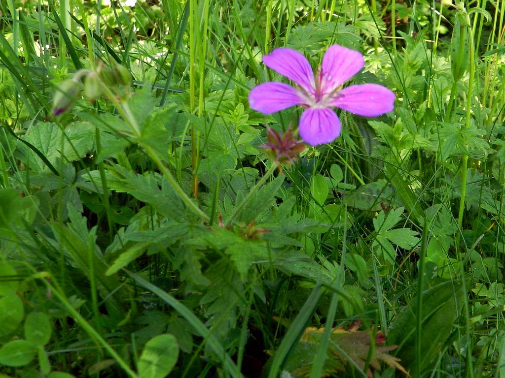 Geranium sylvaticum